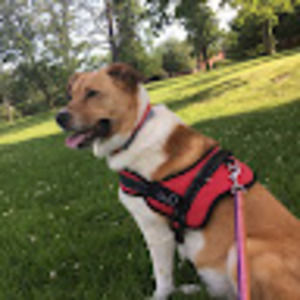 Meet your Posher, Pepper